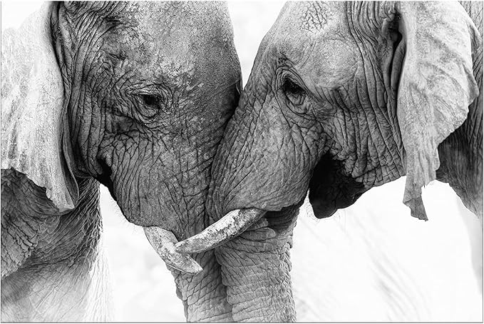 DZL Art D73069 Black and White Elephants Entwine Wall Art Canvas Painting Ready by DZL+Art