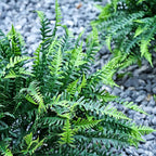 UV-Resistant Artificial Plants Faux Ferns – Certified Fade-Proof Outdoor Decor - Image 6
