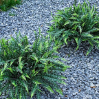 UV-Resistant Artificial Plants Faux Ferns – Certified Fade-Proof Outdoor Decor - Image 5