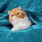 Bedsure Teal Blue Fleece Blanket 50x70 Blanket - Image 2